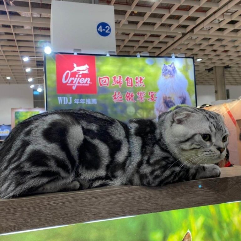 貓咪博覽會-瀚翔